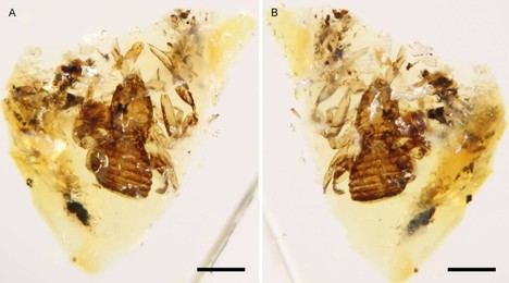 Descubren dos nuevos géneros de falsos escorpiones en ámbar de hace 101 millones de años